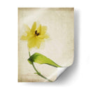 Flores De Pergamino Vii - Judy Stalus | Cuadro decorativo de Canvas Lab