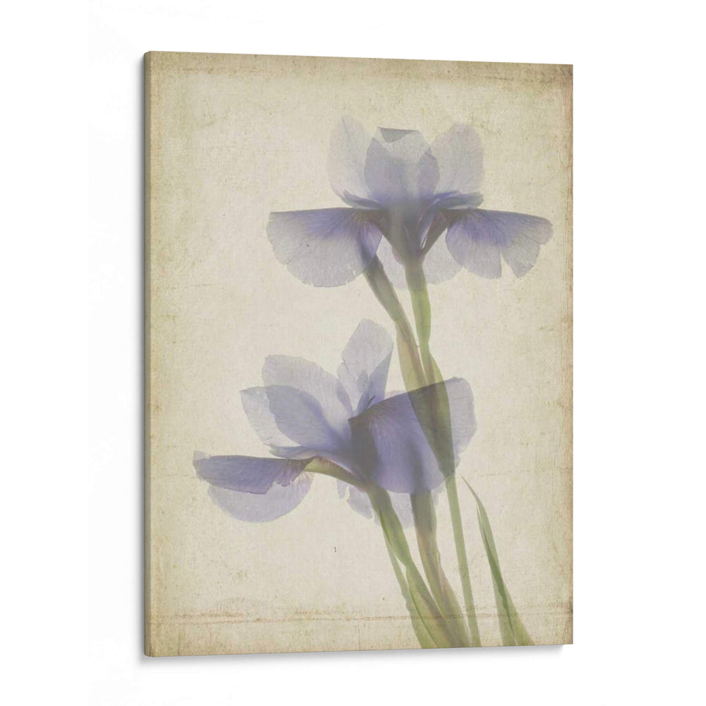 Flores De Pergamino Viii - Judy Stalus | Cuadro decorativo de Canvas Lab