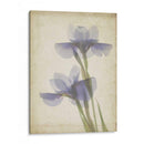 Flores De Pergamino Viii - Judy Stalus | Cuadro decorativo de Canvas Lab