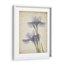 Flores De Pergamino Viii - Judy Stalus | Cuadro decorativo de Canvas Lab