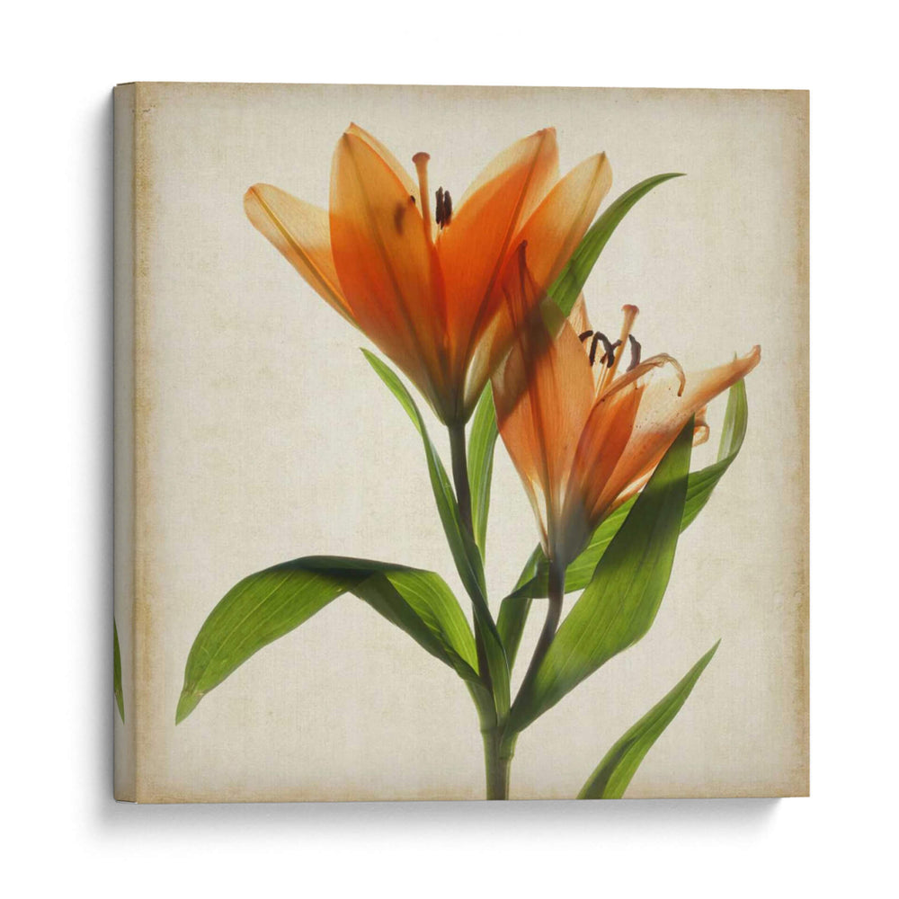 Flores De Pergamino X - Judy Stalus | Cuadro decorativo de Canvas Lab