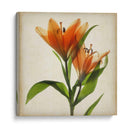 Flores De Pergamino X - Judy Stalus | Cuadro decorativo de Canvas Lab