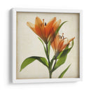 Flores De Pergamino X - Judy Stalus | Cuadro decorativo de Canvas Lab