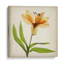 Flores De Pergamino Xi - Judy Stalus | Cuadro decorativo de Canvas Lab