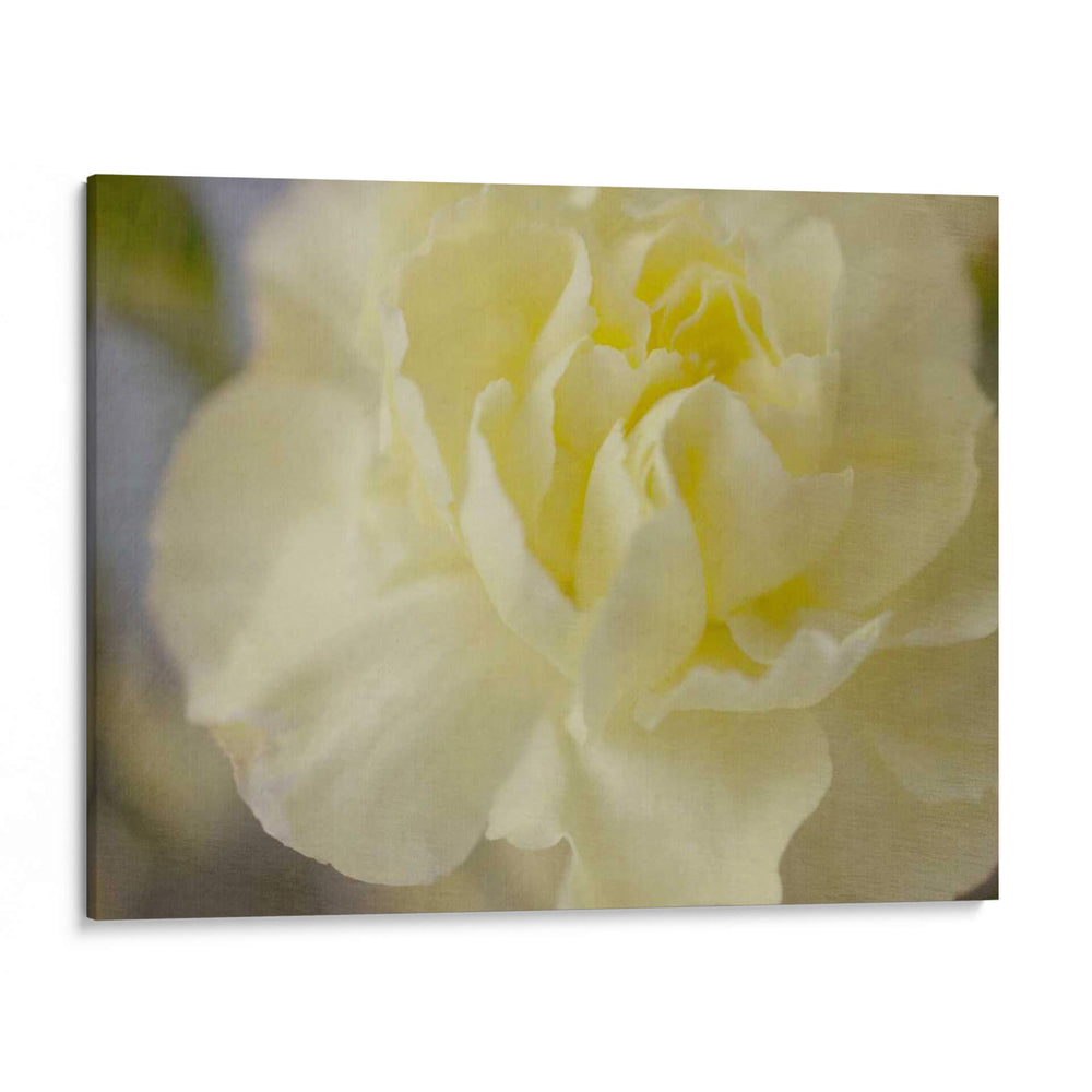 Rose Whisper I - Judy Stalus | Cuadro decorativo de Canvas Lab