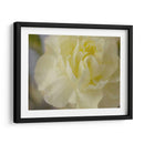 Rose Whisper I - Judy Stalus | Cuadro decorativo de Canvas Lab