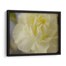 Rose Whisper I - Judy Stalus | Cuadro decorativo de Canvas Lab