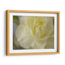 Rose Whisper I - Judy Stalus | Cuadro decorativo de Canvas Lab