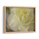 Rose Whisper I - Judy Stalus | Cuadro decorativo de Canvas Lab