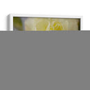 Rose Whisper I - Judy Stalus | Cuadro decorativo de Canvas Lab