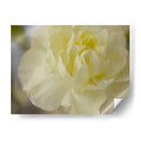 Rose Whisper I - Judy Stalus | Cuadro decorativo de Canvas Lab
