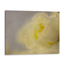 Rose Whisper Ii - Judy Stalus | Cuadro decorativo de Canvas Lab