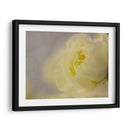 Rose Whisper Ii - Judy Stalus | Cuadro decorativo de Canvas Lab