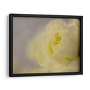 Rose Whisper Ii - Judy Stalus | Cuadro decorativo de Canvas Lab
