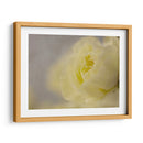 Rose Whisper Ii - Judy Stalus | Cuadro decorativo de Canvas Lab