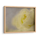 Rose Whisper Ii - Judy Stalus | Cuadro decorativo de Canvas Lab