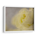 Rose Whisper Ii - Judy Stalus | Cuadro decorativo de Canvas Lab