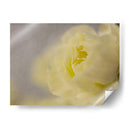 Rose Whisper Ii - Judy Stalus | Cuadro decorativo de Canvas Lab