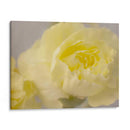 Rose Whisper Iii - Judy Stalus | Cuadro decorativo de Canvas Lab