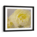 Rose Whisper Iii - Judy Stalus | Cuadro decorativo de Canvas Lab