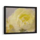 Rose Whisper Iii - Judy Stalus | Cuadro decorativo de Canvas Lab