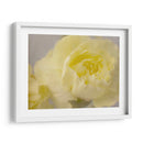 Rose Whisper Iii - Judy Stalus | Cuadro decorativo de Canvas Lab