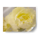 Rose Whisper Iii - Judy Stalus | Cuadro decorativo de Canvas Lab