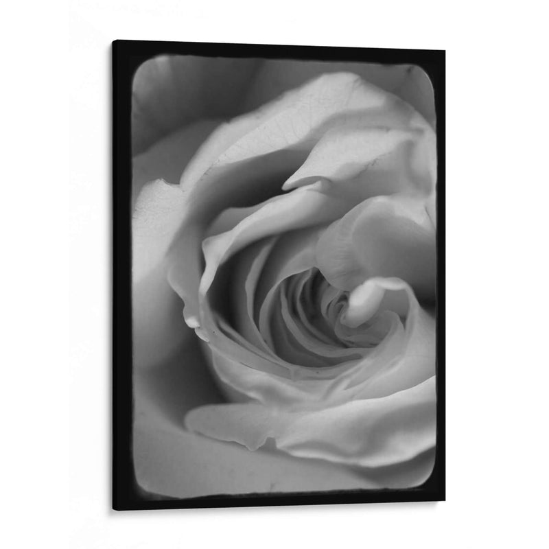 Espiral Rosa I - Judy Stalus | Cuadro decorativo de Canvas Lab