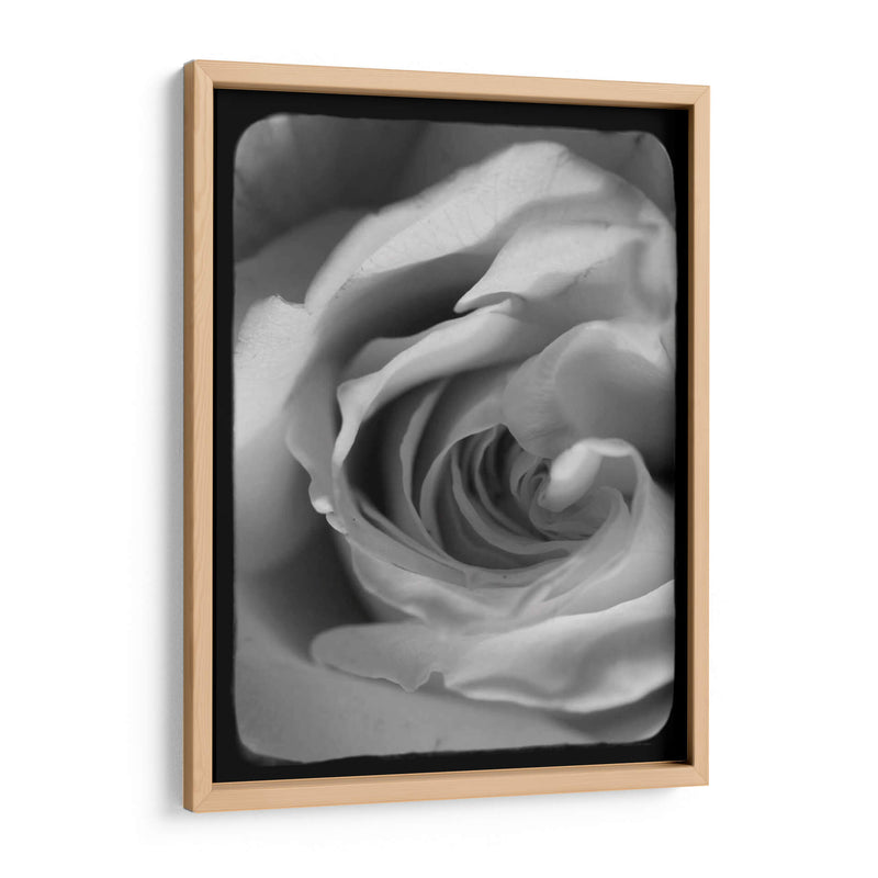 Espiral Rosa I - Judy Stalus | Cuadro decorativo de Canvas Lab