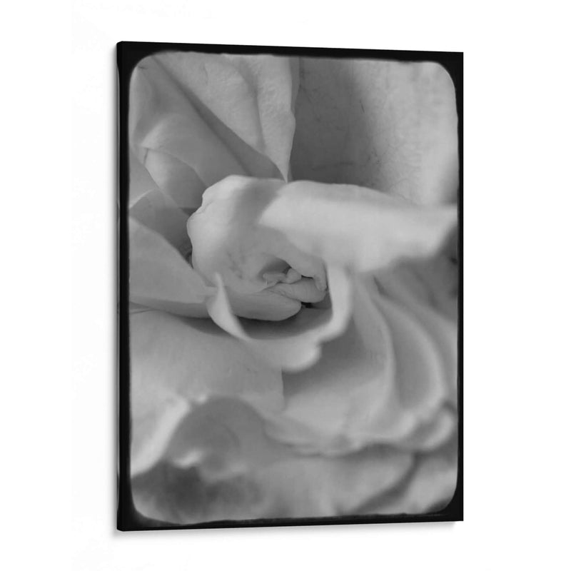 Rosa Espiral Ii - Judy Stalus | Cuadro decorativo de Canvas Lab