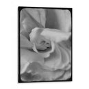 Rosa Espiral Ii - Judy Stalus | Cuadro decorativo de Canvas Lab