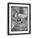 Rosa Espiral Ii - Judy Stalus | Cuadro decorativo de Canvas Lab