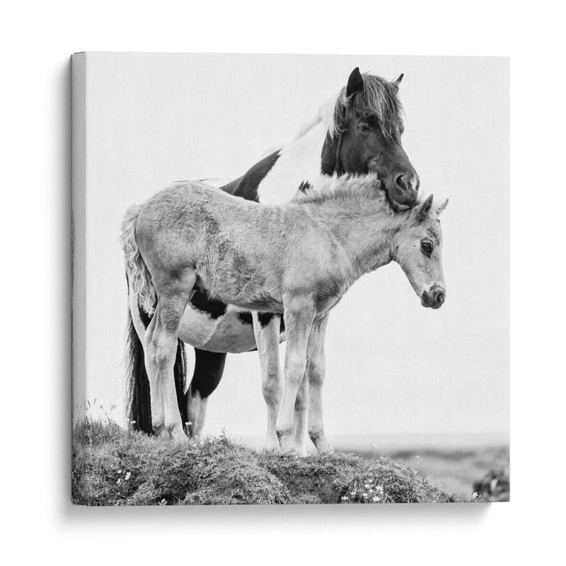 Caballos De Banda I - PH Burchett | Cuadro decorativo de Canvas Lab