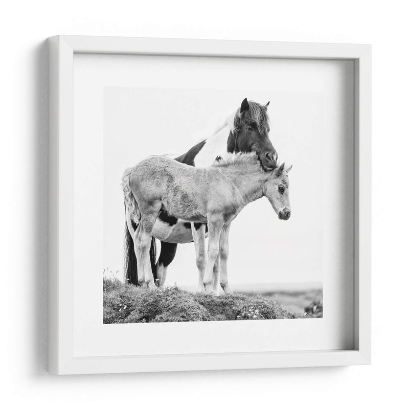 Caballos De Banda I - PH Burchett | Cuadro decorativo de Canvas Lab