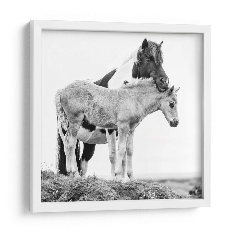 Caballos De Banda I - PH Burchett | Cuadro decorativo de Canvas Lab