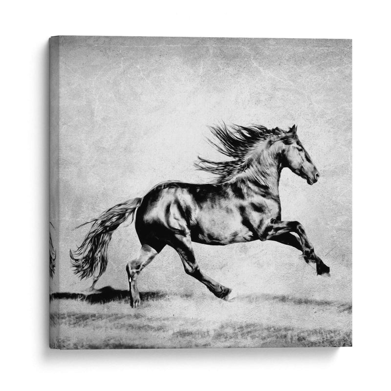 Bandw Horses Ii - PH Burchett | Cuadro decorativo de Canvas Lab