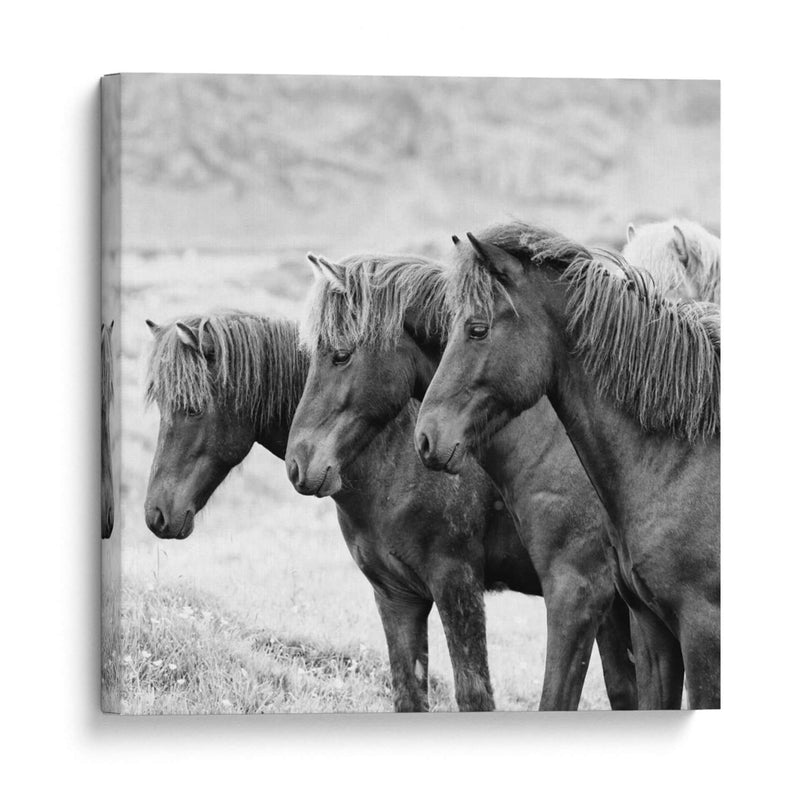 Caballos De Banda X - PH Burchett | Cuadro decorativo de Canvas Lab