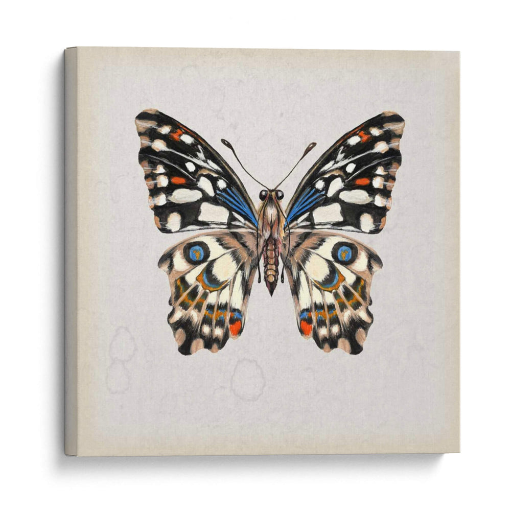 Estudio De Mariposa Ii - Melissa Wang | Cuadro decorativo de Canvas Lab