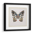 Estudio De Mariposa Ii - Melissa Wang | Cuadro decorativo de Canvas Lab