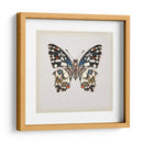 Estudio De Mariposa Ii - Melissa Wang | Cuadro decorativo de Canvas Lab