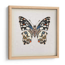Estudio De Mariposa Ii - Melissa Wang | Cuadro decorativo de Canvas Lab