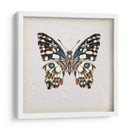 Estudio De Mariposa Ii - Melissa Wang | Cuadro decorativo de Canvas Lab