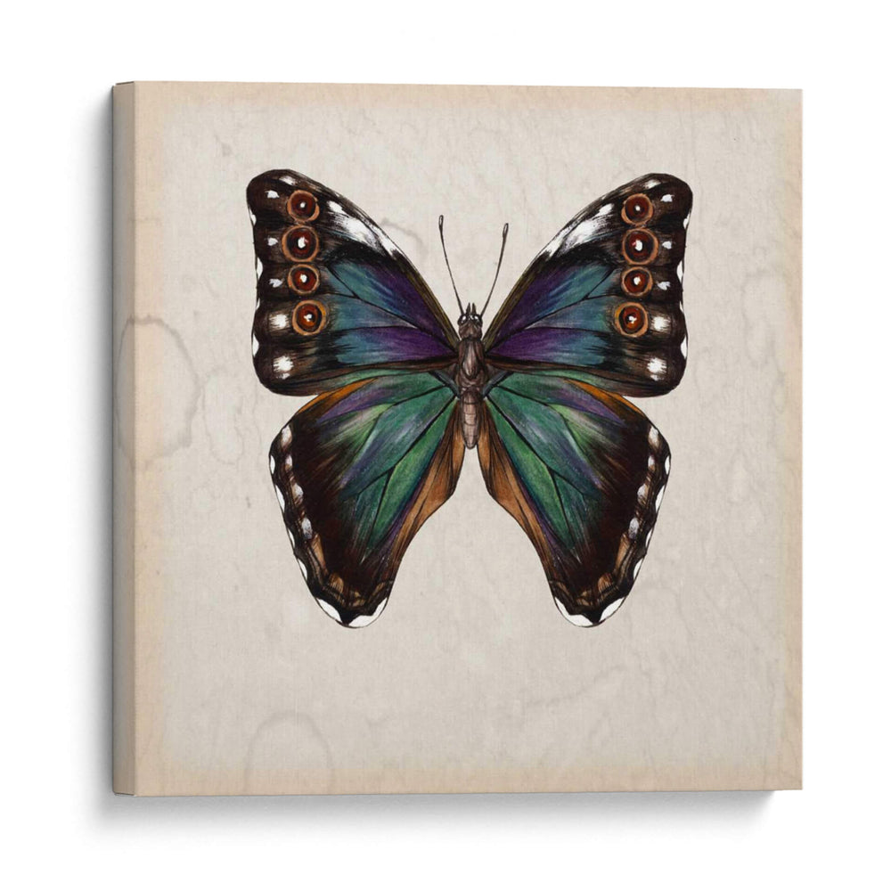 Estudio De Mariposa Iii - Melissa Wang | Cuadro decorativo de Canvas Lab