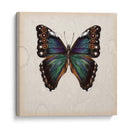 Estudio De Mariposa Iii - Melissa Wang | Cuadro decorativo de Canvas Lab