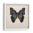 Estudio De Mariposa Iii - Melissa Wang | Cuadro decorativo de Canvas Lab