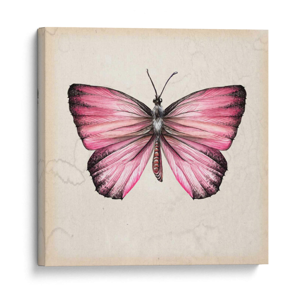 Estudio De Mariposa Iv - Melissa Wang | Cuadro decorativo de Canvas Lab