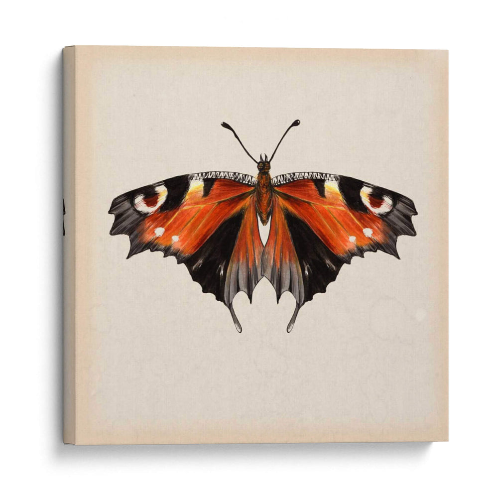 Estudio De Mariposa V - Melissa Wang | Cuadro decorativo de Canvas Lab
