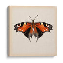 Estudio De Mariposa V - Melissa Wang | Cuadro decorativo de Canvas Lab