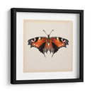 Estudio De Mariposa V - Melissa Wang | Cuadro decorativo de Canvas Lab