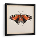 Estudio De Mariposa V - Melissa Wang | Cuadro decorativo de Canvas Lab